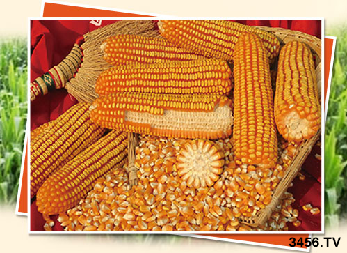 ����ُ�N�����R�����N����ʲô]��������һ�ӵ��x�N������