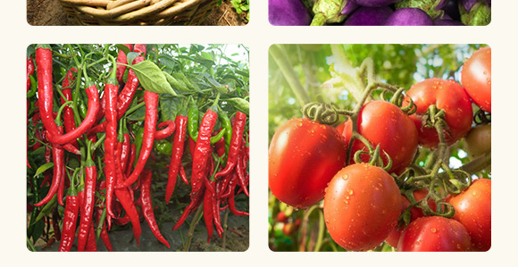 農(nóng)用微生物菌劑(一號(hào)菌)-五道豐 農(nóng)用微生物菌劑(一號(hào)菌)-五道豐