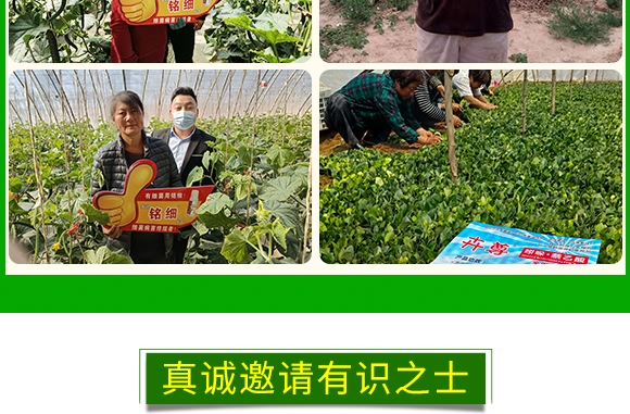 ˪ù����ù�`-����z-��ֲ���A