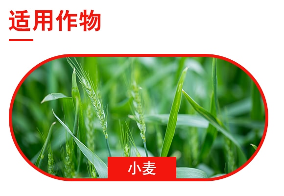 ��ţ-�pЧ���ܷ�20-20-10