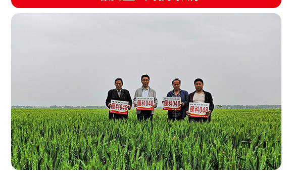 �ȿ�048-С���N-�̶��N�I(y��)