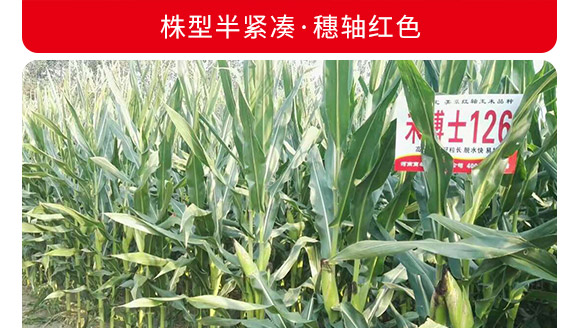 �̲�ʿ126-���׷N��-�̶��N�I(y��)