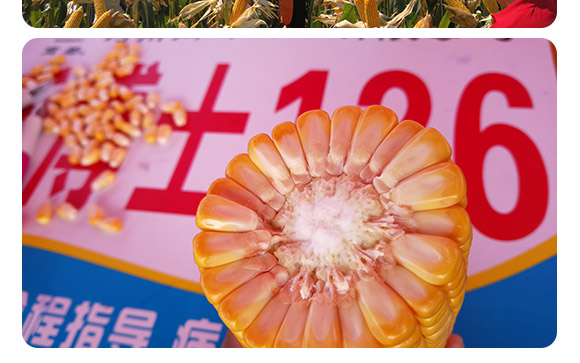 �̲�ʿ126-���׷N��-�̶��N�I(y��)