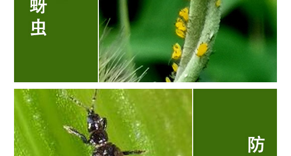 ȫ��һ��-�滯���h