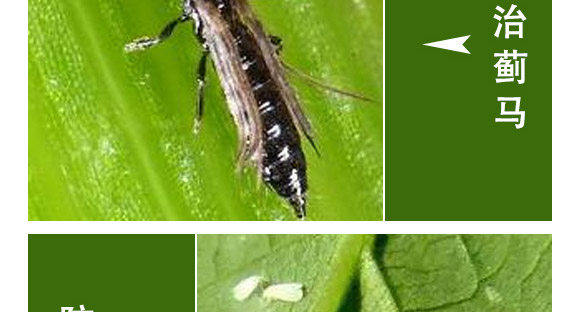 ȫ��һ��-�滯���h