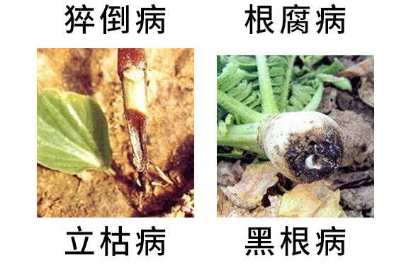 3%��˪���fù�`ˮ��-�o��-�L�p�r(n��ng)ˎ