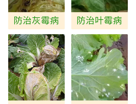 ΢�����-�ײ˸��{(l��n)���P��-���S��