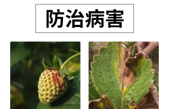 ΢�����-��ݮ���P��-���S��