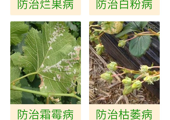 ΢�����-��ݮ���P��-���S��