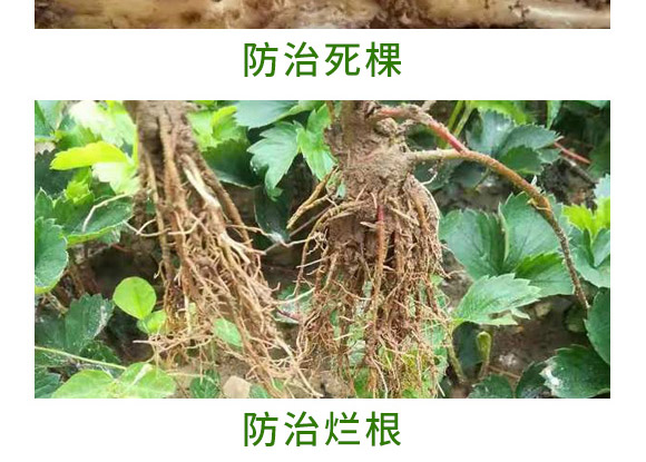 萬稼能13元素(瓶裝)-乾農(nóng) 萬稼能13元素(瓶裝)-乾農(nóng)