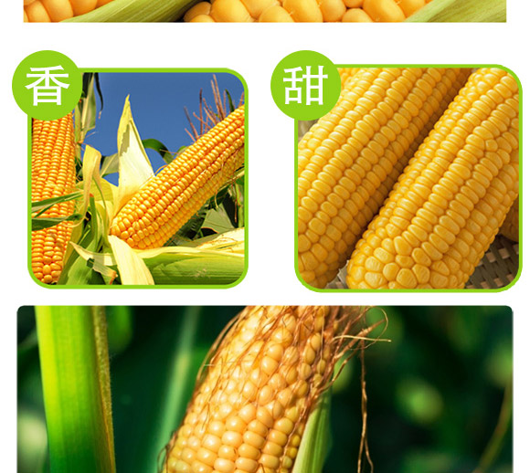 ����609-���ף��s�����N��-�п�����