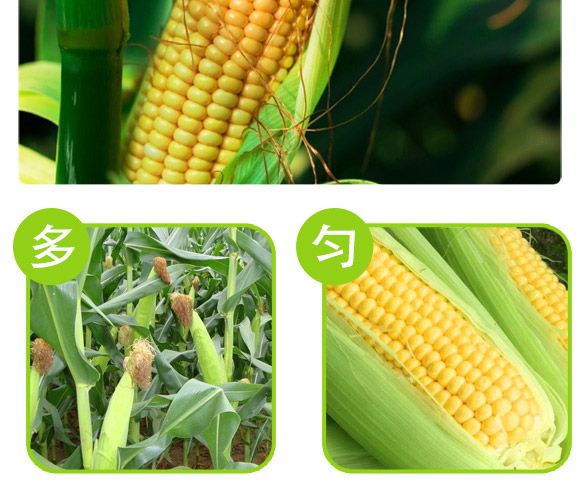 ����609-���ף��s�����N��-�п�����