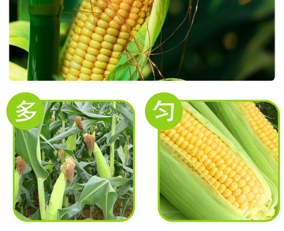 ����337-���׷N��-�п�����