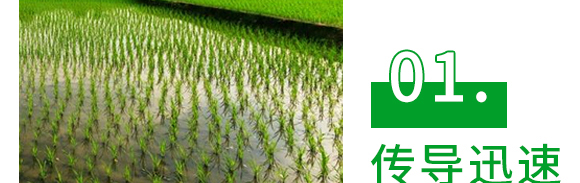 5g噁霉靈水分散粒劑-土紳-長雙農(nóng)藥 5g噁霉靈水分散粒劑-土紳-長雙農(nóng)藥