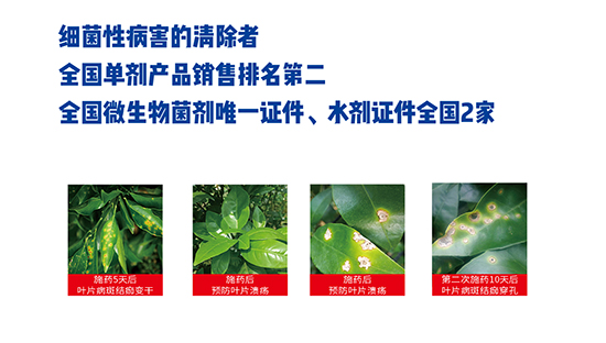 熒光假單細(xì)胞-細(xì)璽-農(nóng)墾 熒光假單細(xì)胞-細(xì)璽-農(nóng)墾