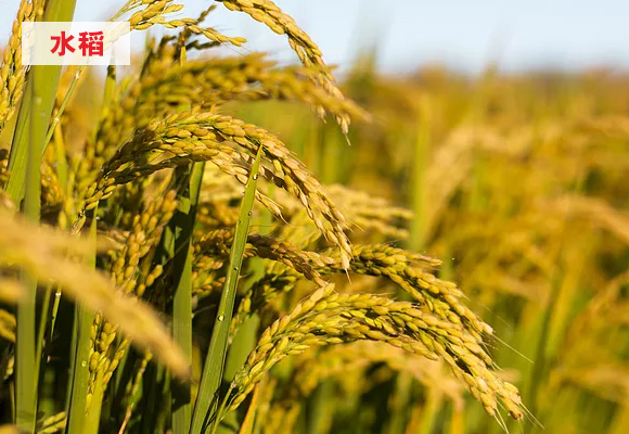 姘寸ɑ涓撶敤鑺鎬箰鏀?鏂?緇夸笟鍏僟04.jpg 姘寸ɑ涓撶敤鑺鎬箰鏀?鏂?緇夸笟鍏僟04.jpg