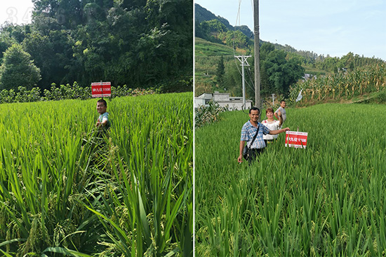 神九優(yōu)1108-水稻種子-福華高科 神九優(yōu)1108-水稻種子-福華高科