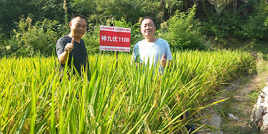 神九優(yōu)1108-水稻種子-福華高科 神九優(yōu)1108-水稻種子-福華高科