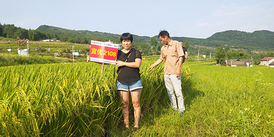 宜優(yōu)2108-水稻種子-福華高科 宜優(yōu)2108-水稻種子-福華高科