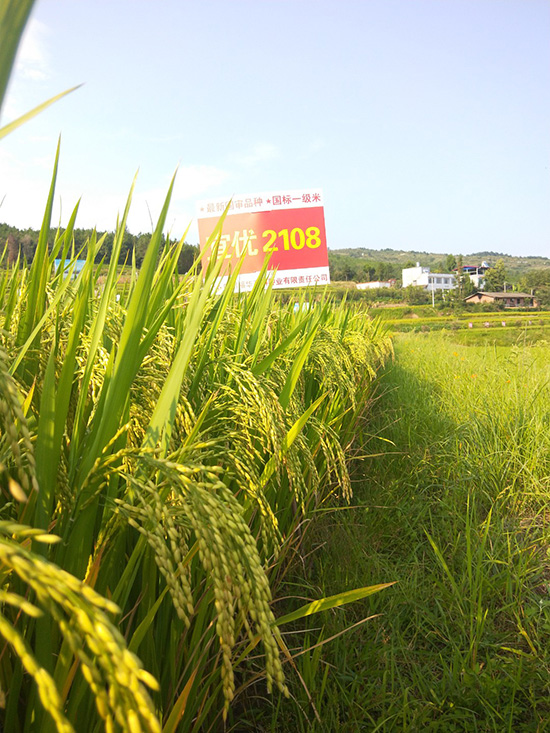 宜優(yōu)2108-水稻種子-福華高科 宜優(yōu)2108-水稻種子-福華高科