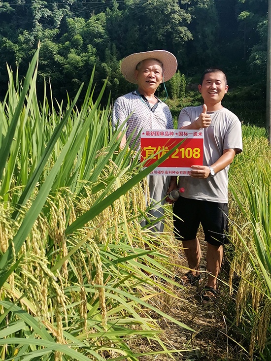 宜優(yōu)2108-水稻種子-福華高科 宜優(yōu)2108-水稻種子-福華高科