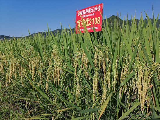 宜優(yōu)2108-水稻種子-福華高科 宜優(yōu)2108-水稻種子-福華高科