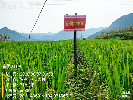 宜優(yōu)2108-水稻種子-福華高科 宜優(yōu)2108-水稻種子-福華高科