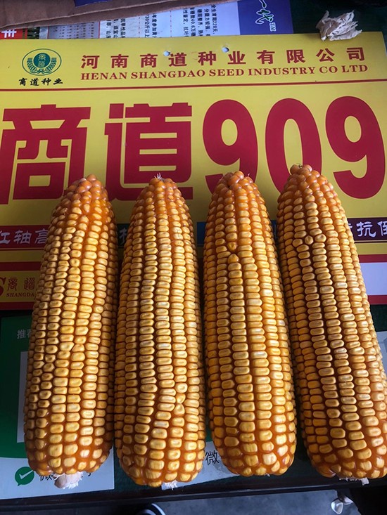 �̵�909�����s���N-С����-�̵��N�I(y��)