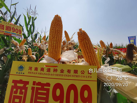 �̵�909�����s���N-С����-�̵��N�I(y��)