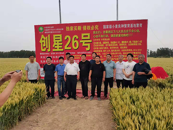 創(chuàng)星26號-小麥種子-國科農(nóng)業(yè) 創(chuàng)星26號-小麥種子-國科農(nóng)業(yè)