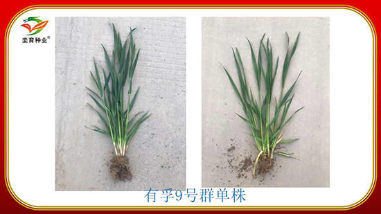 騫葷伅鐗?7.jpg 騫葷伅鐗?7.jpg