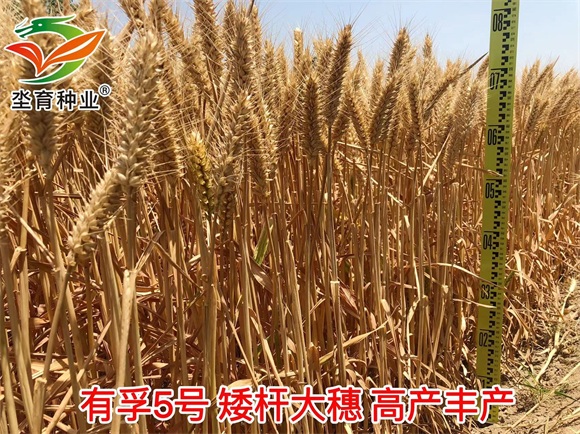 鏈夊瓪5鍙?(5).jpg 鏈夊瓪5鍙?(5).jpg