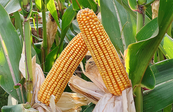 寰俊鍥劇墖_20241113141708.png 寰俊鍥劇墖_20241113141708.png