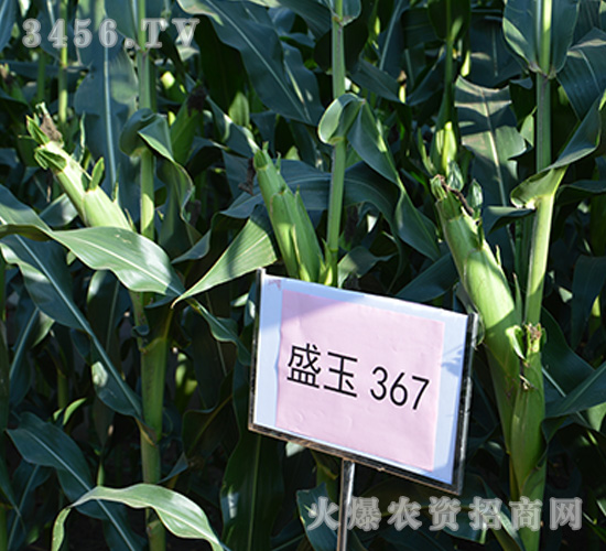 ʢ��367���^Ħ�D��-���׷N��-��ʢ�N�I(y��)