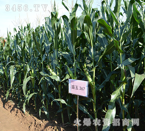 ʢ��367���^Ħ�D2��-���׷N��-��ʢ�N�I(y��)