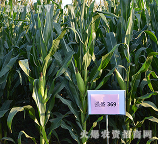 ��ʢ369���^Ħ�D��-���׷N��-��ʢ�N�I(y��)