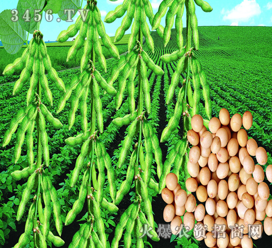 ����5156-��-�|�Ѻ�