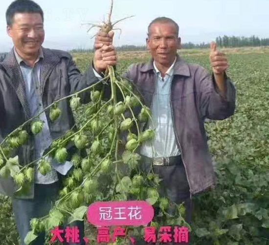 ��������Ч���D��-���SԪ