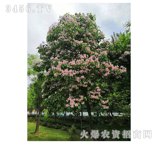 2020��鱘�(sh��)ӆ�λ����(xi��ng)Ŀ14