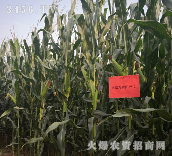 �󾩾����A3912-���׷N��-�󾩾�