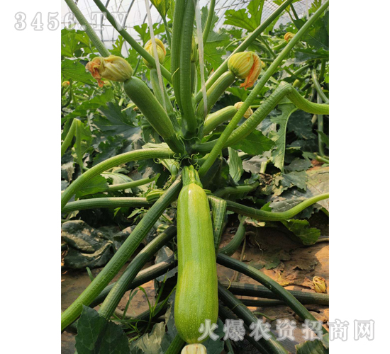 Խ������-�����J�N��-��ʥ��