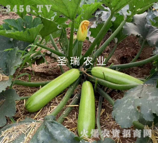 �ľG2̖-�����J�N��-��ʥ��