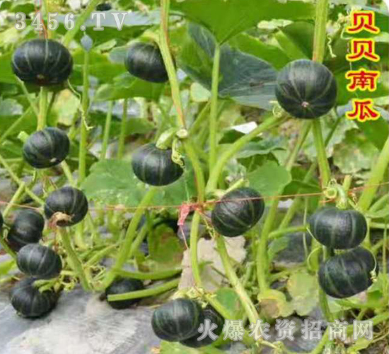 ؐؐ�Ϲ�-�ϹϷN��-��ʥ��