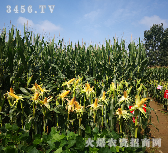 �󾩾�156������-���׷N��-�󾩾�