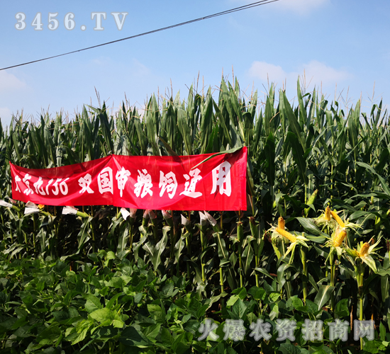 �󾩾�156��һ��-���׷N��-�󾩾�