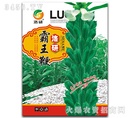 ֥��N��-������-����