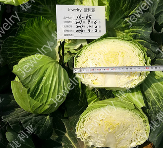 �ݸ�1665-���{(l��n)�N��-������