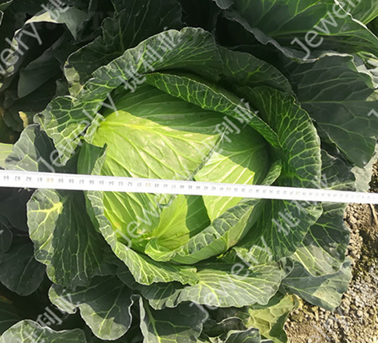 �ݸ�15226-���{(l��n)�N��-������