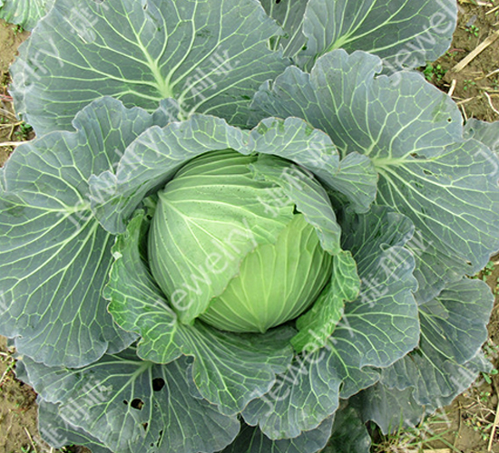 �ݸ�14669-���{�N��-������