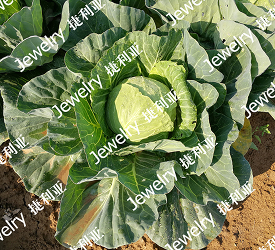 ������475-���{�N��-������